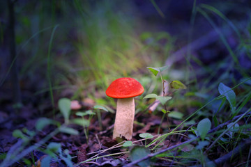 Delicious mushrooms with red caps photographed on a background of green grass