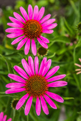 Obraz premium The Echinacea (commonly called coneflowers) flowers blooming