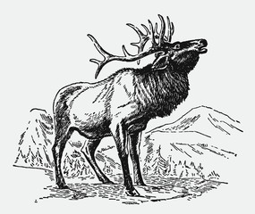Male wapiti elk cervus canadensis standing in mountainous landscape and roaring, after antique engraving from early 20c.
