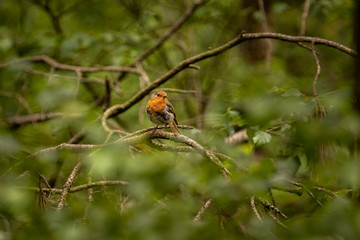 Proud Robin of Enville