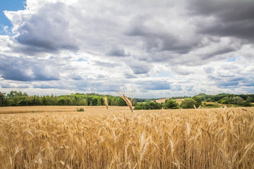 Field of cereal under a sky covered with heavy clouds in the summer - 279035347