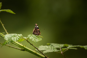 Red Admiral Butterfly on a Bramble Leaf