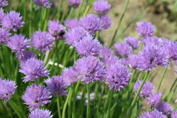 Kwitnący szczypiorek © Anna