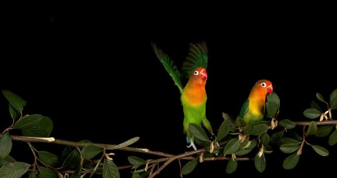 Fischer's Lovebird, agapornis fischeri, Pair standing on Branch, taking off, in flight, slow motion 4K