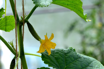 Small green cucumber on a branch with yellow flowers