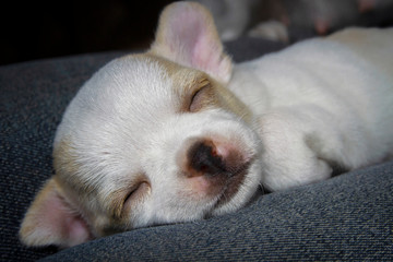 A cute sleepy white chihuahua puppy