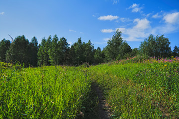 Summer meadow landscape with green grass and wild flowers on the background of a forest.