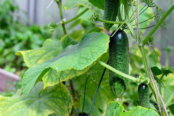 Juicy fresh cucumber on a background of leaves.
