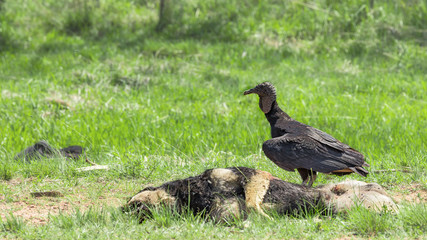 Vulture, Black Vulture (Coragyps atratus) on a dead dog..