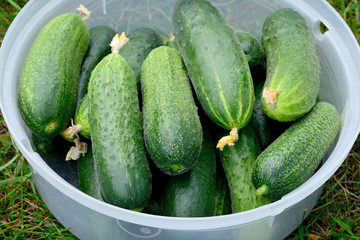 Fresh green cucumbers in a plastic container on green grass