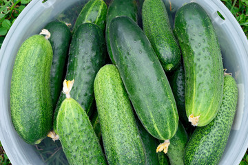 Fresh green cucumbers in a plastic container on green grass