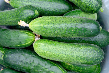 Fresh green cucumbers as a background
