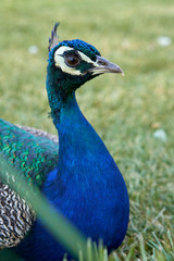 Obraz premium Blue peacock blue with a beautiful feathers on his head.