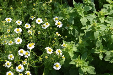 Rumianek i oregano © Anna