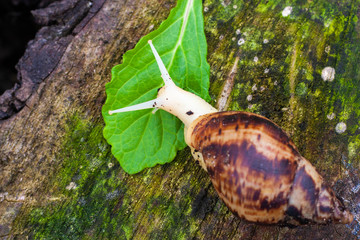 Grape snail Achatin. The Japanese eat snails. Snails crawling over a stump in the forest. Raspberry and and animal with armor. Restaurant food.