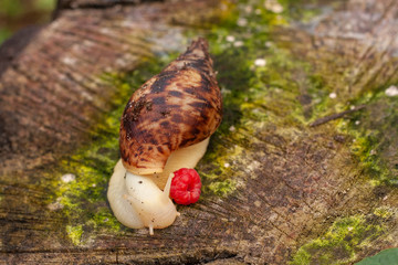 Grape snail Achatin. The Japanese eat snails. Snails crawling over a stump in the forest. Raspberry and and animal with armor. Restaurant food.