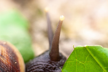 Snail close up. Snails eyes. Snail horns. Minimalism in photography. Japanese dish with snails.