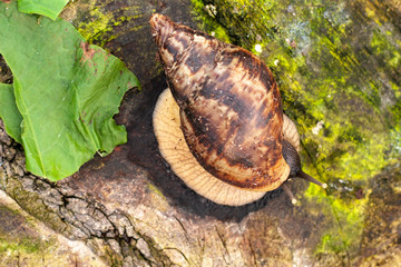 Grape snail Achatin. The Japanese eat snails. Snails crawling over a stump in the forest. Raspberry and and animal with armor. Restaurant food.