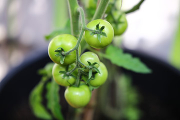 Tomaten grün vegan Gemüse Frucht