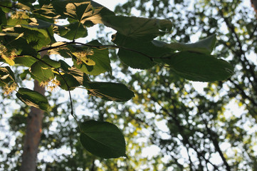 Varicolored linden leaves. Linden branch with green linden leaf, selective focus. Colorful linden leaves in beautiful light. Spring leaves background. Sun rays on leaves. Close-up photo, shallow DOF