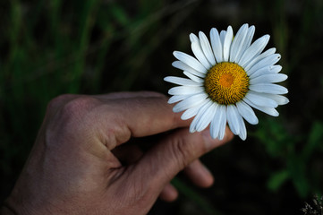 Man holding modest beautiful bouquet of tiny white and pink wild daisies with yellow core in the hand at summer day. Beauty of nature. Closeup image, shallow depth of field, blured background