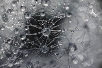 Macro photo of a dandelion with water droplets