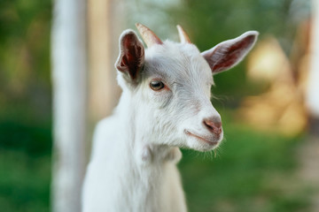 portrait of a goat
