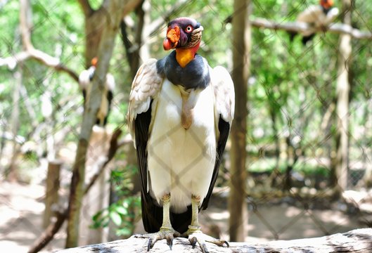 El buitre real (Sarcoramphus papa), tambi&eacute;n llamado c&oacute;ndor de la selva.