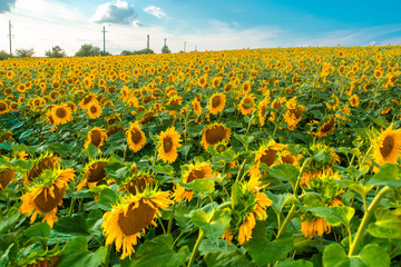 Obraz premium Sunflower field with cloudy blue sky.