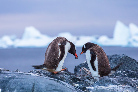 Breeding pair of Gentoo Penguins creating a nest with stones in Antarctica with icebergs in background