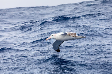 Wandering Albatross gliding at low altitude above ocean water surface, largest wingspan of all...
