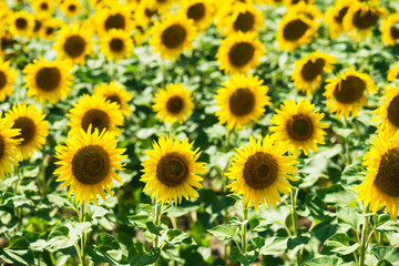 Sunflower blooming. Natural background.  Rural landscape.