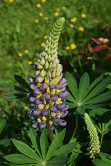 Fioletowo-żółty łubin w ogrodzie