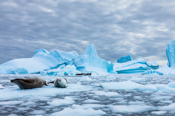 Incroyable paysage gelé de l& 39 Antarctique avec des phoques crabiers reposant sur des icebergs et regardant la caméra, de la glace bleue et une faune époustouflante dans la péninsule antarctique
