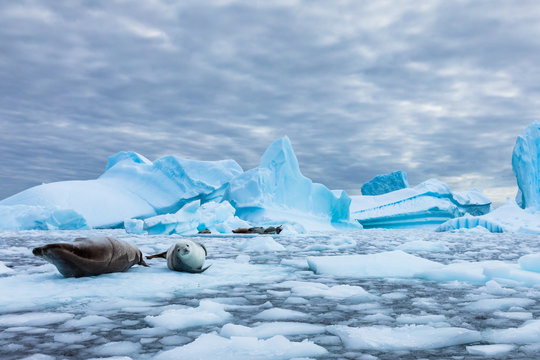 Amazing frozen landscape from Antarctica with Crabeater seals resting on icebergs and staring at camera, blue ice and stunning wildlife in Antarctic Peninsula