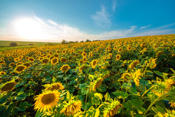 Obraz premium Sunflower field with cloudy blue sky.