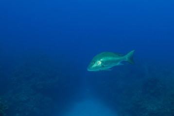 Fototapeta premium A lone mutton snapper swimming through the deep blue tropical water around Grand Cayman
