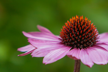 Purpur-Sonnenhut (Echinacea purpurea)