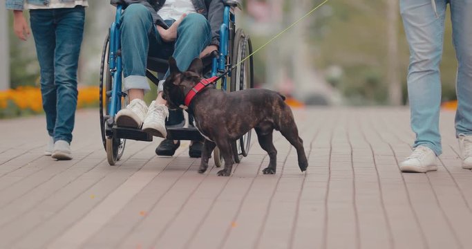 Young man in a wheelchair walks with a dog. Bottom view.