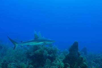 Naklejka na ściany i meble This apex predator is a reef shark shot in the wild in its natural habitat. The impressive creature lives in the warm tropical waters of the Cayman Islands. 