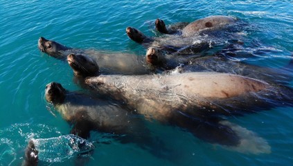 Sea lions swimming in Alaska 