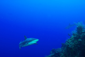 This apex predator is a reef shark shot in the wild in its natural habitat. The impressive creature lives in the warm tropical waters of the Cayman Islands. 