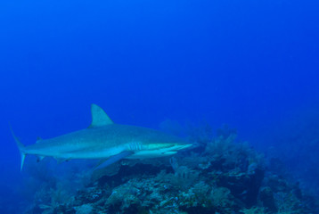 This apex predator is a reef shark shot in the wild in its natural habitat. The impressive creature lives in the warm tropical waters of the Cayman Islands. 