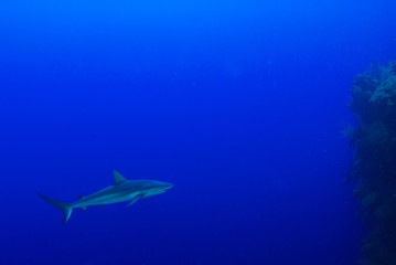 This apex predator is a reef shark shot in the wild in its natural habitat. The impressive creature lives in the warm tropical waters of the Cayman Islands. 