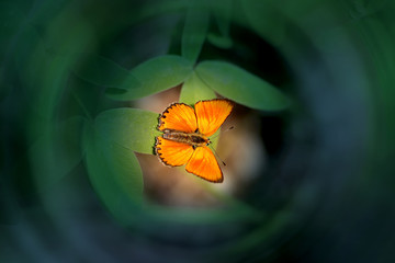 Beautiful orange butterfly photographed close-up green sheet