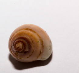 Sea shell on white background