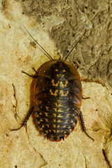 cockroach