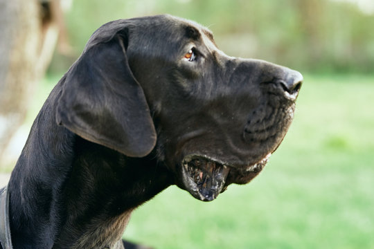 portrait of a dog - Powered by Adobe