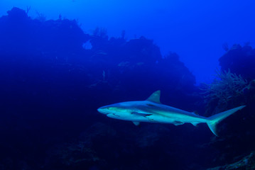 This apex predator is a reef shark shot in the wild in its natural habitat. The impressive creature lives in the warm tropical waters of the Cayman Islands. 