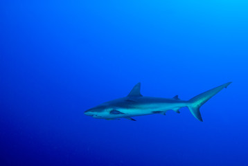 This apex predator is a reef shark shot in the wild in its natural habitat. The impressive creature lives in the warm tropical waters of the Cayman Islands. 